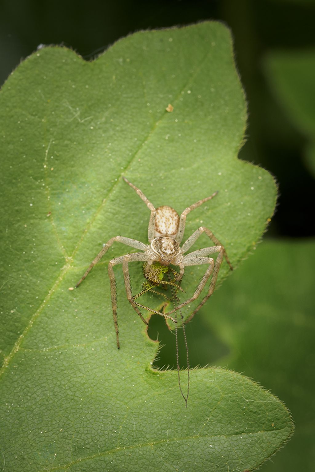 Philodromus sp. che preda neanide di Phaneropteridae